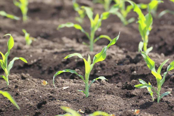 玉米苗發(fā)黃不長怎么回事