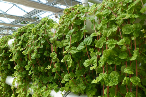 常春藤干枯了還會活嗎，對癥下藥就能重?zé)ɑ盍? src="/nongchan/d/file/20201223/gtwrztut41q.jpg" / data-JgVL="Tbfb1T"></p>
<p data-64tX="ZNTBU1">
	常春藤干枯了還會活嗎，一般來說，只要干枯程度沒有嚴(yán)重到植根腐爛，那么，常春藤還是有機會存活的。具體是要看常春藤是因為哪種原因出現(xiàn)干枯現(xiàn)象，針對性的找到解決辦法，就能夠緩解干枯情況，讓常春藤恢復(fù)活力。</p>
<h2 data-a3hR="62dCsh">
	2、光溫影響</h2>
<p data-DUT1="2Uneij">
	<img alt=