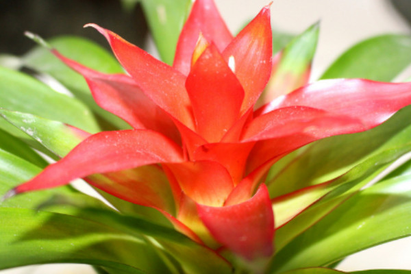 鴻運(yùn)當(dāng)頭的花期有多長(zhǎng)