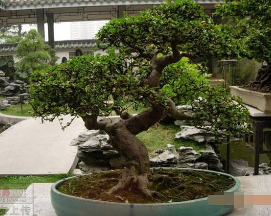 九里香盆栽的養(yǎng)殖方法，老農(nóng)總結五點最實用的養(yǎng)殖方法