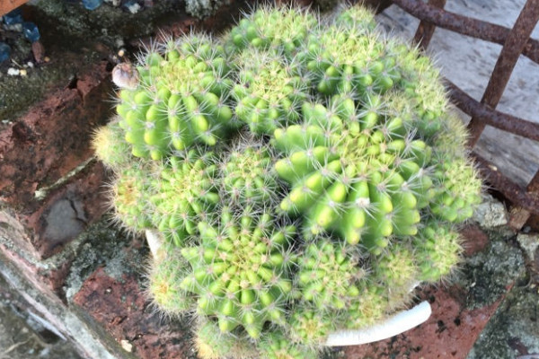 黃仙玉仙人球怎么養(yǎng)