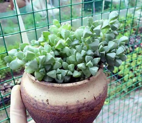 碧玉蓮如何度夏，最主要的是不要隨意澆水