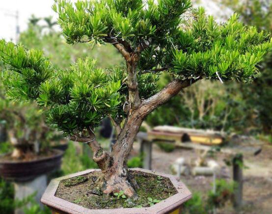 羅漢松盆景制作方法，教你五個(gè)基本步驟便可開(kāi)枝散葉
