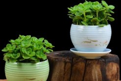 碰碰香能泡茶嗎，碰碰香泡茶作用非常明顯