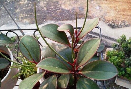 紫邊碧玉怎么養(yǎng)，七個(gè)基本方法教你養(yǎng)殖好