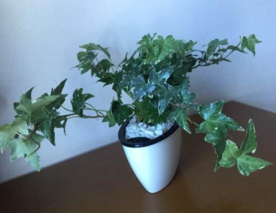 常春藤怎么養(yǎng)殖，盤點最簡單兩種養(yǎng)殖方法(土培和水培)