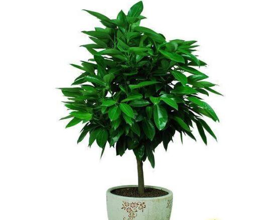 平安樹怎么繁殖，平安樹扦插方法圖解