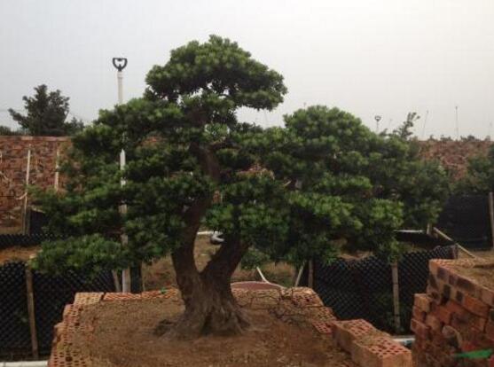 羅漢松果的功效與作用，羅漢松果的五大作用