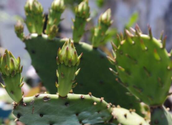 仙人掌變黃的原因是什么，四種原因以及解決方法