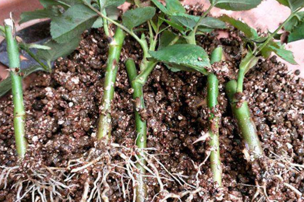 扦插枝條如何防止?fàn)€根