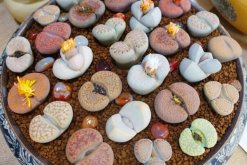 生石花多久澆一次水，不同季節(jié)不同澆水方法