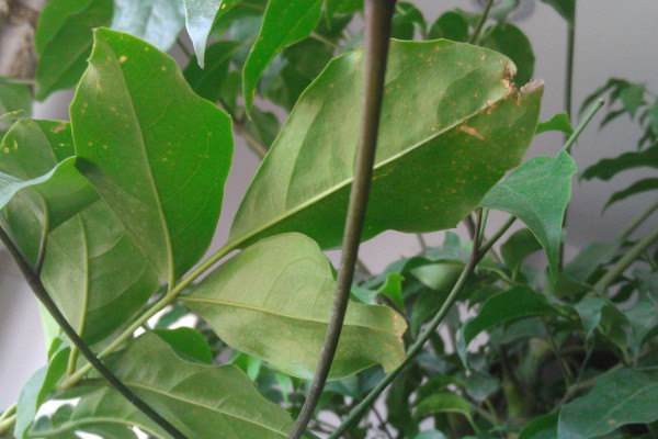 幸福樹葉子發(fā)黃掉落