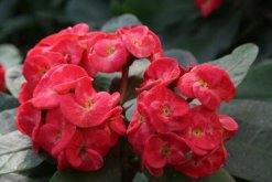 大花虎刺梅的養(yǎng)殖方法，5步教你養(yǎng)好大花虎刺梅