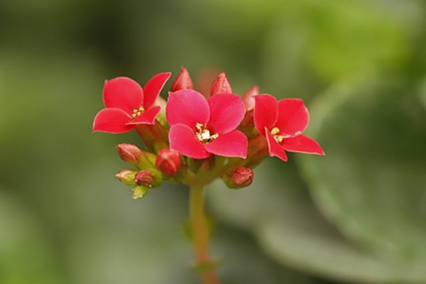 長壽花為什么不開花光長葉