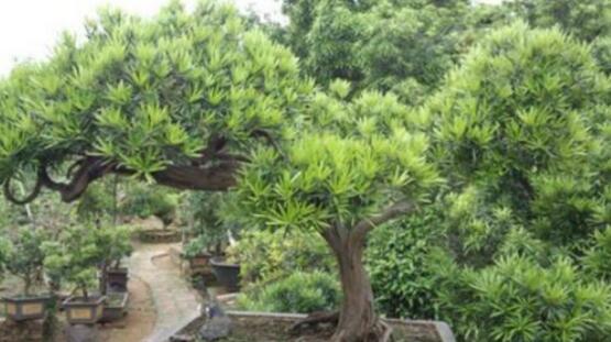 羅漢松品種，盤點(diǎn)羅漢松最珍貴的五大品種
