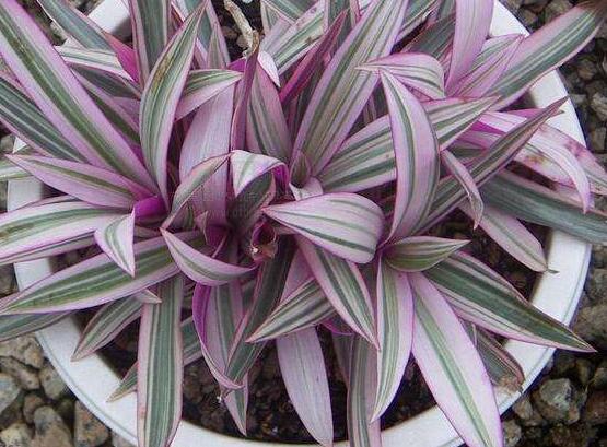 萬年青植物有幾種，盤點最令人欣賞的十大品種