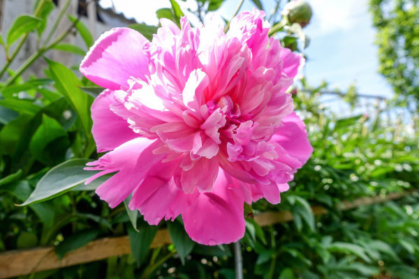 牡丹春天什么時(shí)候澆水