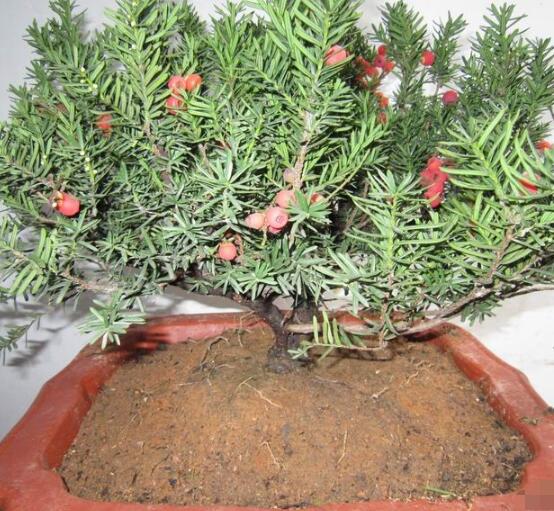 如何養(yǎng)紅豆杉，土壤要豐富營(yíng)養(yǎng)/肥水相結(jié)合