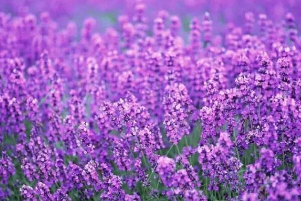 薰衣草種植方法全過程，薰衣草播種繁殖步驟