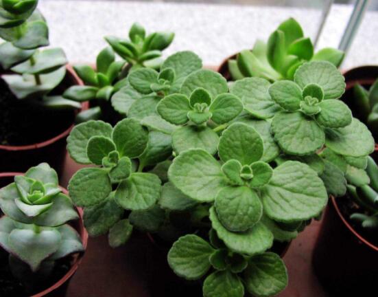 驅(qū)蚊草碰碰香有毒嗎，無毒/凈化空氣、醒腦提神