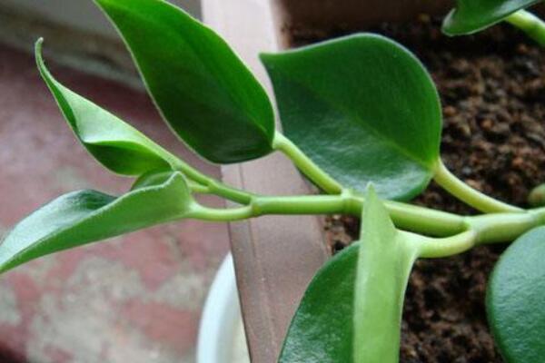 碧玉花植物如何移栽，簡單三步教你扦插成活