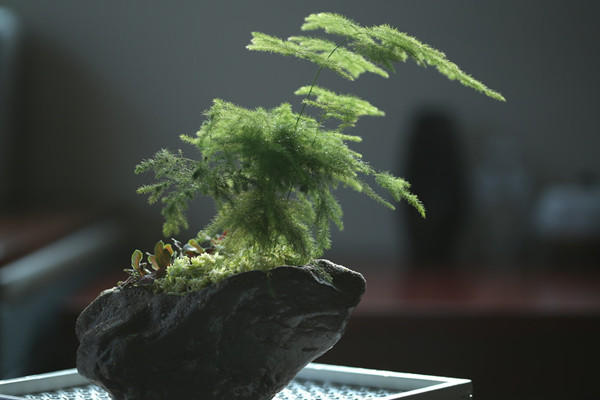 文竹冬天怎么澆水，保持土壤偏干燥即可