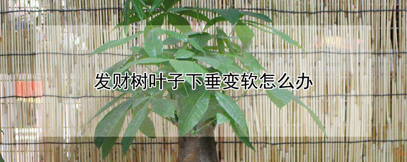 發(fā)財樹葉子下垂變軟怎么辦