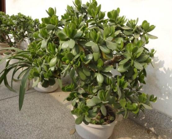 燕子掌怎么養(yǎng)長得更快，做好五個(gè)要點(diǎn)盆盆爆滿