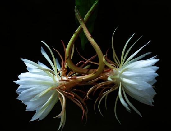 曇花的養(yǎng)殖方法和注意事項，老農(nóng)總結七大最實用養(yǎng)殖方法