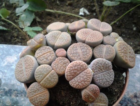 生石花用什么盆好，陶盆、泥瓦盆、紫砂盆任選其一(深盆)