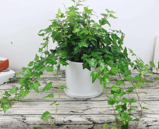 常春藤怎么養(yǎng)殖，盤點最簡單兩種養(yǎng)殖方法(土培和水培)