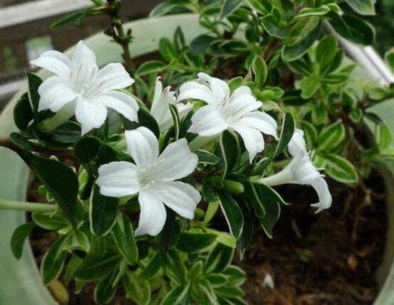 六月雪盆景造型方法，直乾式虬曲式懸崖式三種造型