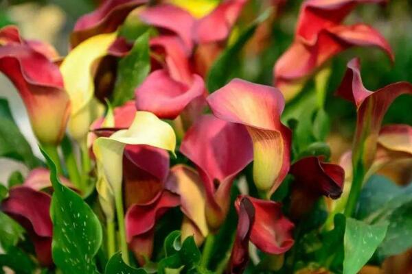 彩色馬蹄蓮為什么不能復(fù)花，復(fù)花難度大、管理方法不當(dāng)