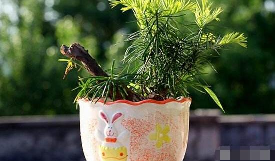 紅豆杉適合室內(nèi)養(yǎng)嗎，具有凈化空氣、延年益壽作用