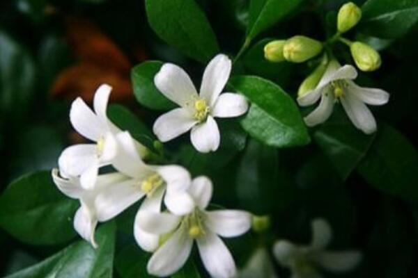 九里香和風(fēng)車(chē)茉莉的區(qū)別