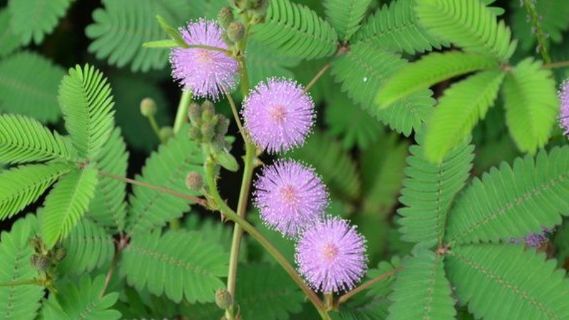 含羞草發(fā)芽后怎么護(hù)理