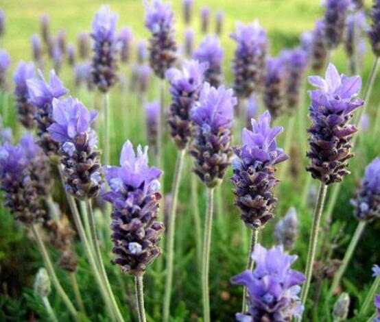 薰衣草的花語(yǔ)是什么，代表著心心相印、愛情的等待