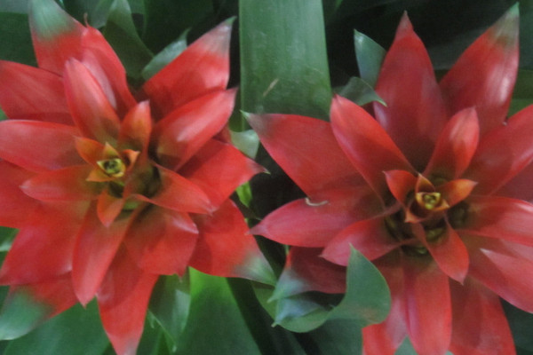 鴻運(yùn)當(dāng)頭葉子卷起來是什么原因