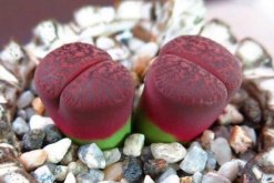 生石花怎么養(yǎng)不徒，保證光照并合理施肥