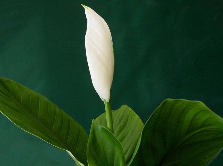 水培一帆風(fēng)順的養(yǎng)殖方法，水質(zhì)的要求最重要