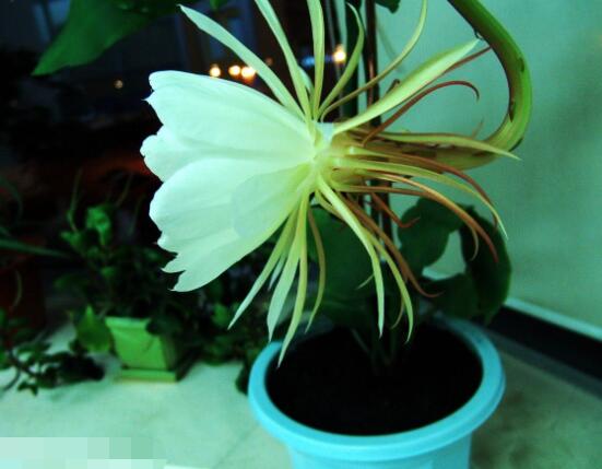 曇花的種植方法，教你最簡單五個步驟(存活率高)