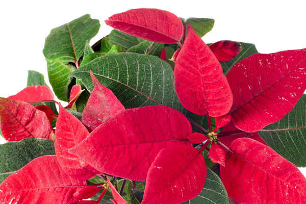 一品紅的養(yǎng)殖方法和注意事項(xiàng)