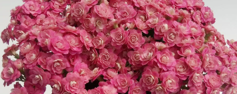 長(zhǎng)壽花怎么才能長(zhǎng)得快