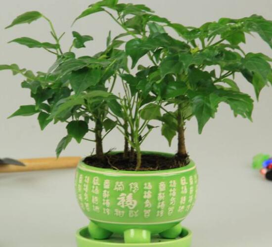 平安樹怎么繁殖，平安樹扦插方法圖解