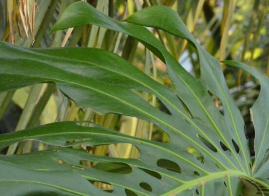 龜背竹用高盆還是矮盆，建議以高盆養(yǎng)殖最佳(紫砂盆)