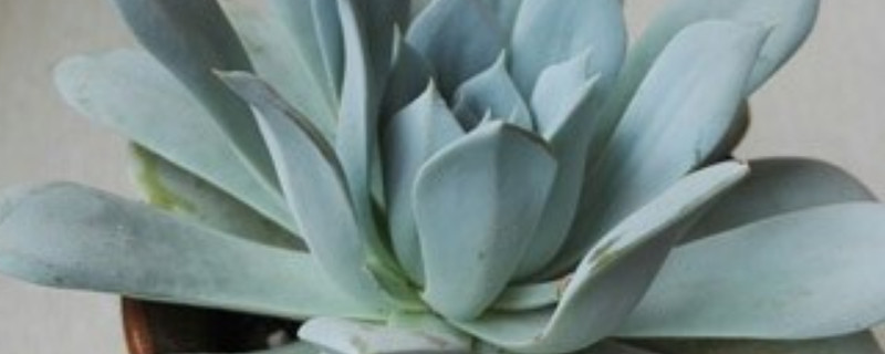 雪山多肉怎么養(yǎng)