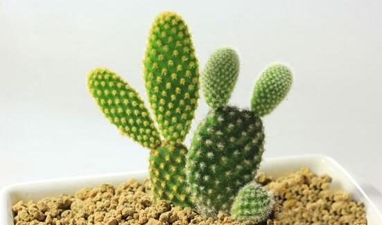 仙人掌的藥用價值，盤點仙人掌八大藥用療效