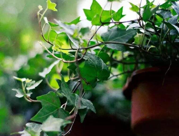 常春藤葉子發(fā)蔫咋補救，適合的光照和溫度很重要