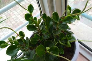 碧玉會開花嗎，碧玉什么季節(jié)開花(春季盛開)