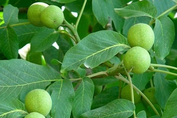 核桃果發(fā)黑怎樣防治